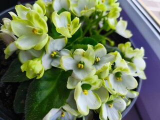 bouquet of flowers, white pot background, houseplants, flower pots, flowers in the office, flowers on the window, green office, blossom