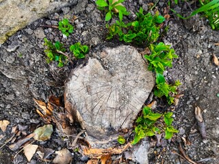 A large tree stump with green leaves growing out of it. The stump is surrounded by dirt and leaves
