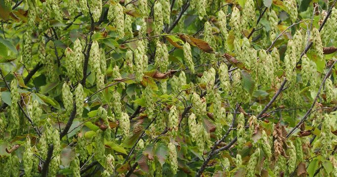 Carpinus cordata | Bigleaf Hornbeam, attractive tree clothed with veined and serrated heart-shaped dark green leaves with catkins like cigar shaped seed pods 
