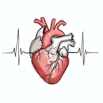 Anatomical heart illustration with heartbeat line and details  