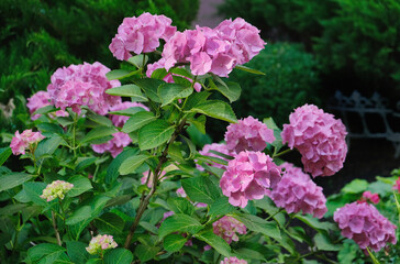 Lush flowering of pink hydrangeas in the garden
