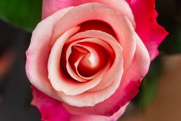 The pink-red rose is very beautiful, up close.