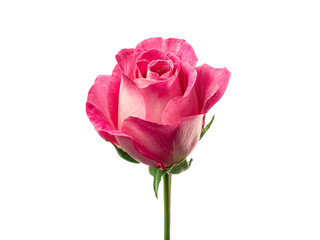 Fototapeta premium Delicate Pink Rose Bloom Against Stark Black Background flower petal, Isolated, Transparent Png