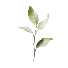 A sprig with four pale-green leaves, slightly serrated edges, attached to a slender, reddish-brown stem against a black background