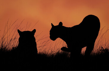 Pumas silueta a contraluz en atardecer