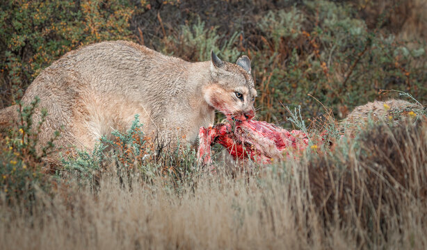 Puma comiendo guanaco