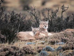 Gordijnen Poema Pumas madre y cria  © Sergio