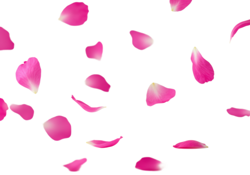 Vibrant pink and magenta rose and cherry blossom petals gracefully falling and subtly blowing, suspended in mid-air on a pristine transparent background with ample copy space, illuminated by bright