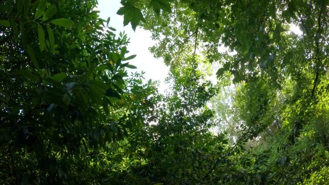 evening light streaming through summer green leaves and foliage wet rainforest deciduous land in England UK summer 