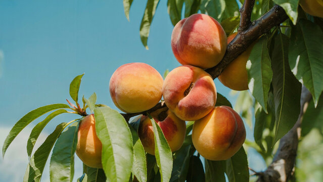 A ripe of peaches hanging on a tree branch against a clear blue sky, ready for harvest.