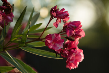 vista macro di fiori color rosa e magenta sui rami di una pianta con lunghe foglie verdi, di...
