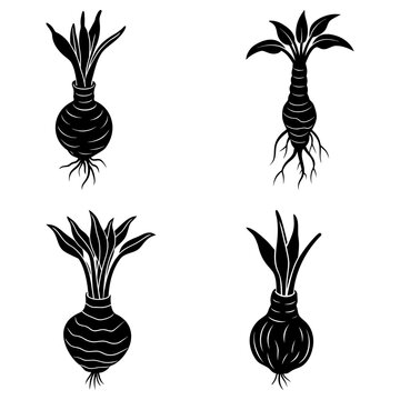 Four black and white botanical illustrations of bulbous plants with roots and sprouting leaves