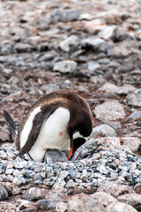 Close-up of a Gentoo Penguin -Pygoscelis papua- sitting on its nest at Cuverville Island, on the...