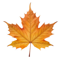 Fototapeta premium Autumn Leaf: A close-up captures the intricate details of an autumn leaf with stunning colors. The leaf showcases a vibrant mix of oranges and yellows, a symbol of seasonal beauty.
