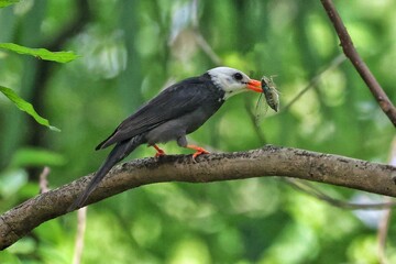 yellow billed hornbill