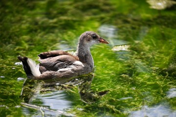 duck in the grass