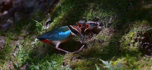 tropical fish in aquarium
