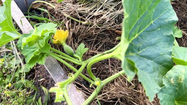 Melons grow in the garden