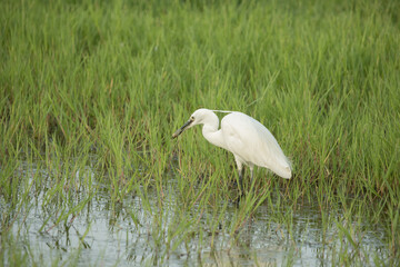 dettagli di una garzetta dalle piume bianche che si sposta dentro ad una palude con piante acquatiche alte, di giorno, mentre caccia