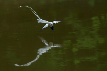 white heron in flight