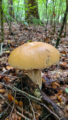 The one big mushroom Boletus edulis grows in the mixed forest in the middle of fallen leaves and branches.