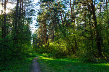 Forest path winding through green trees. Sunlit park landscape. Outdoor escape and natural scenery for relaxation.