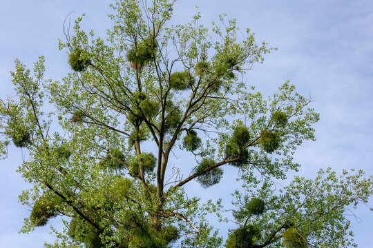 Selective focus bushes of Viscum album on twig tree with green leaves under ble sky, Mistletoe is the common name for obligate hemiparasitic plants in the order Santalales, Natural greenery background