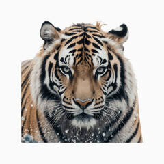 Fototapeta premium Majestic Siberian Tiger Close-Up