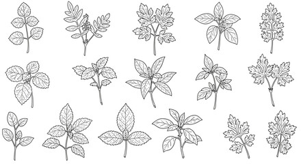 Hand drawn herb sketches: basil, mint, parsley, and more