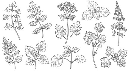 Herbal botanical line art: collection of detailed herb outlines for natural design projects