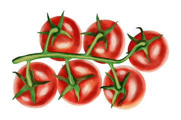 Cherry tomato. Fresh tomato, watercolor, isolated on white background.
Hand-drawn watercolor on white background. Set of tomatoes. Vegetables. Watercolor drawing.
