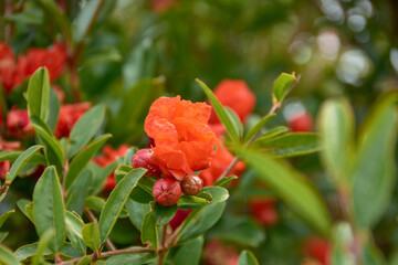 Pomegranate blossom in close-up with intense red and orange petals surrounded by green leaves under natural garden light