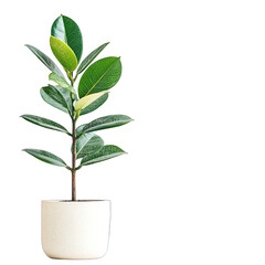 A young, vibrant rubber plant with glossy, dark green leaves, some showing lighter variegation, grows upright in a simple, off-white cylindrical pot against a black background