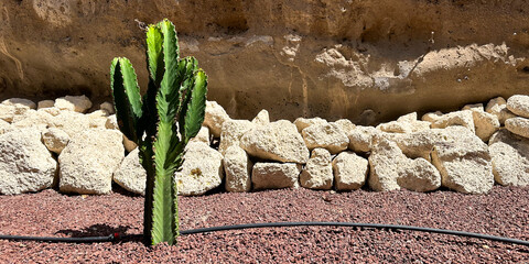 A green cactus grows and is watered in a desert park landscape, surrounded by decorative rocks and gravel, showcasing the beauty of arid conditions and drought-resistant flora. Banner with copy space © Olga