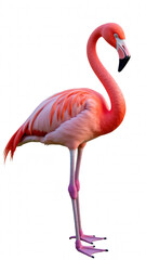 Fototapeta premium Vibrant pink flamingo stands gracefully, showcasing its long neck and slender legs. feathers exhibit soft texture, reflecting serene beauty