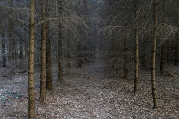 Naklejka premium Dense dried out fir trees in a forest. Moody gray scene, low natural ambient light, wide angle view, no people