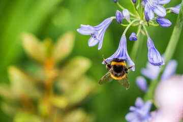 A White-tailed Bumblebee (Bombus lucorum) gathering pollen and nectar on an purple Agapanthus plant in a garden.