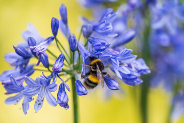 A White-tailed Bumblebee (Bombus lucorum) gathering pollen and nectar on an purple Agapanthus plant in a garden.