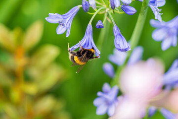 A White-tailed Bumblebee (Bombus lucorum) gathering pollen and nectar on an purple Agapanthus plant in a garden.