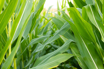 Obraz premium Row of green, vibrant corn stalks leaves on a farmland in Europe. Close up shot, no people