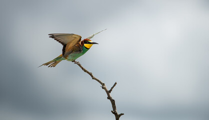 Action photo of a European Bee-eater (merops piaster) taking off from a branch