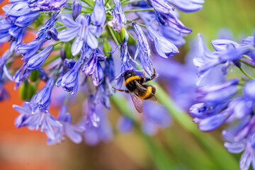 A White-tailed Bumblebee (Bombus lucorum) gathering pollen and nectar on an purple Agapanthus plant in a garden.