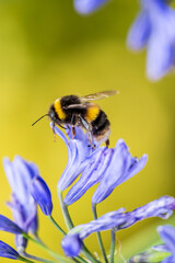 A White-tailed Bumblebee (Bombus lucorum) gathering pollen and nectar on an purple Agapanthus plant in a garden.