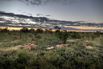 A pride of lions resting at a spectacular sunset in the green grass of the savannah in South Africa