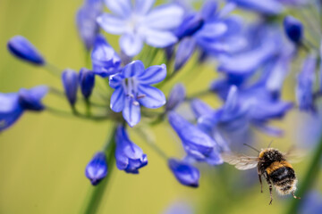 A White-tailed Bumblebee (Bombus lucorum) gathering pollen and nectar on an purple Agapanthus plant in a garden.