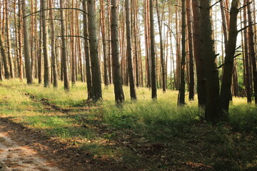 Nieśmiały las © Ireneusz