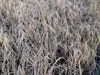effect of brown hopper  the rice pest 
