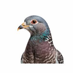 Fototapeta premium Pigeon Portrait: A close-up shot of a pigeon captures the unique textures of its feathers and the detail in its eye.