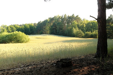 Zboże w lesie
