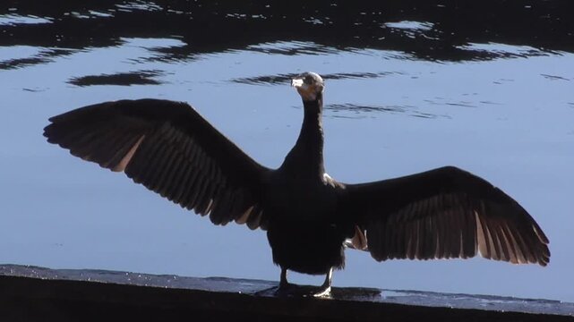 Great Cormorant (Phalacrocorax carbo) Drying Its Wings By The Water